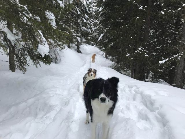 Hotel Grimming dogs & friends